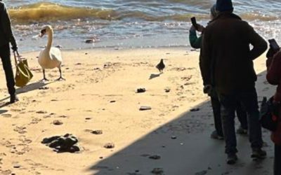 Wednesday Slow Lane Walk – Wapping to Canary Wharf – Wednesday 14th January 2026