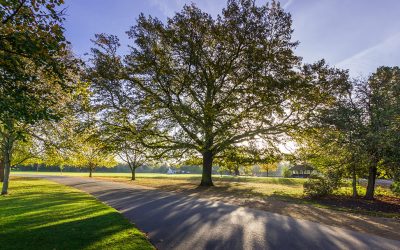 Wednesday Slow Lane Walk – Dulwich Park and Picture Gallery – Wednesday 11th February 2026 – 10:30