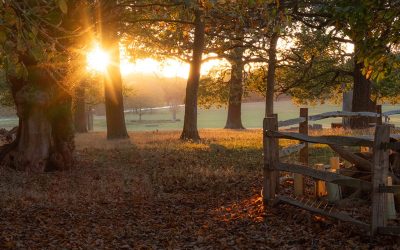 Friday Walk – Richmond Park – Friday 2nd January 2026