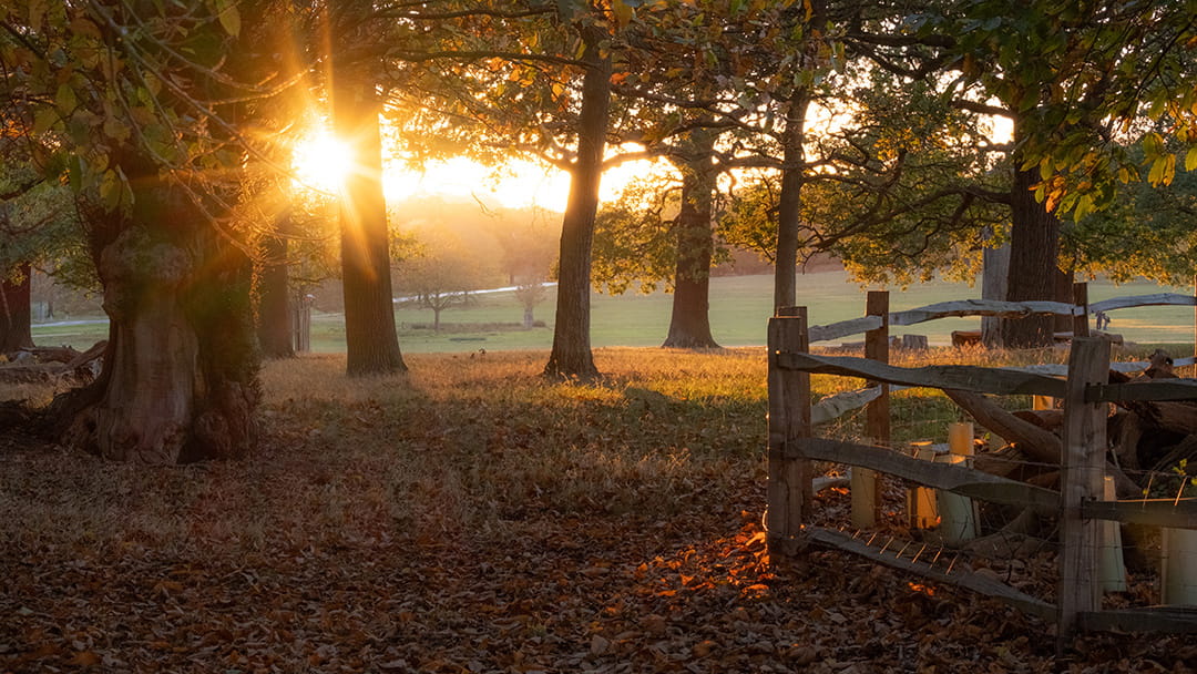 Friday Walk – Richmond Park – Friday 2nd January 2026