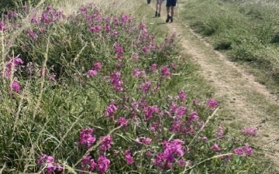 Friday Walk – Friday 3rd July 2026 – 10:14