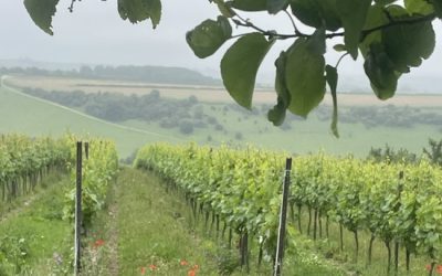 Saturday Walk – Saturday 20th June 2026 – 10:00