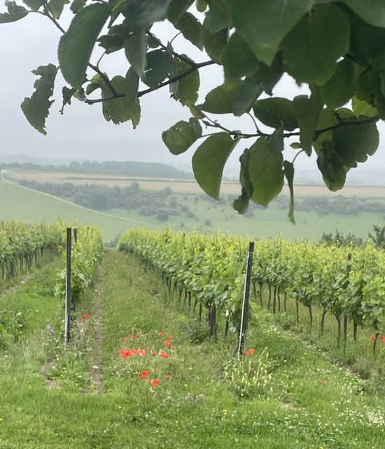 Saturday Walk – Saturday 20th June 2026 – 10:00