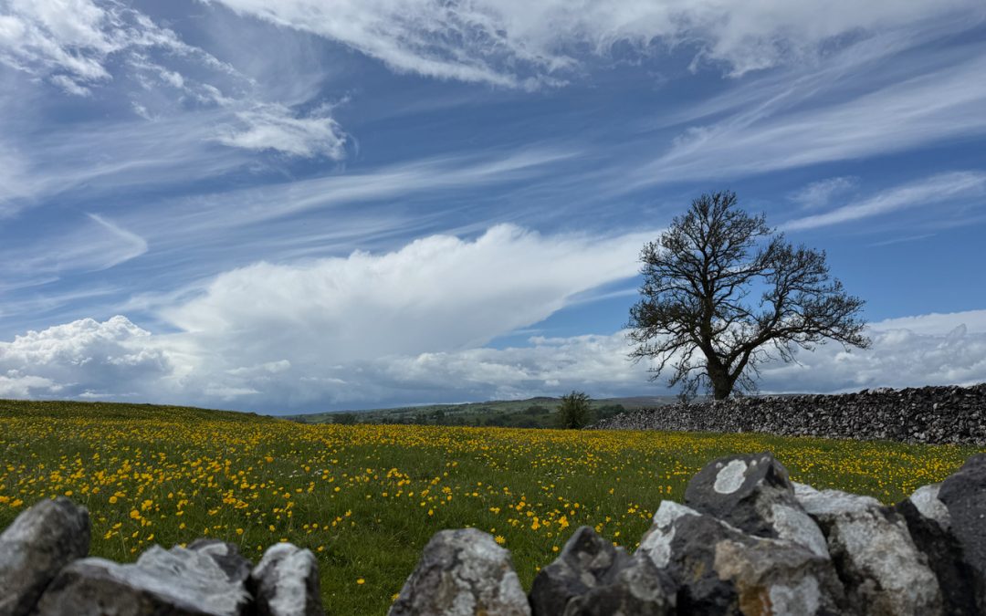 May Weekend Saturday – very short option for gentler walkers – Saturday 16th May 2026 – 10:00
