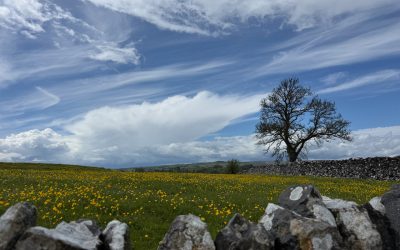 May Weekend Saturday – very short option for gentler walkers – Saturday 16th May 2026 – 10:00